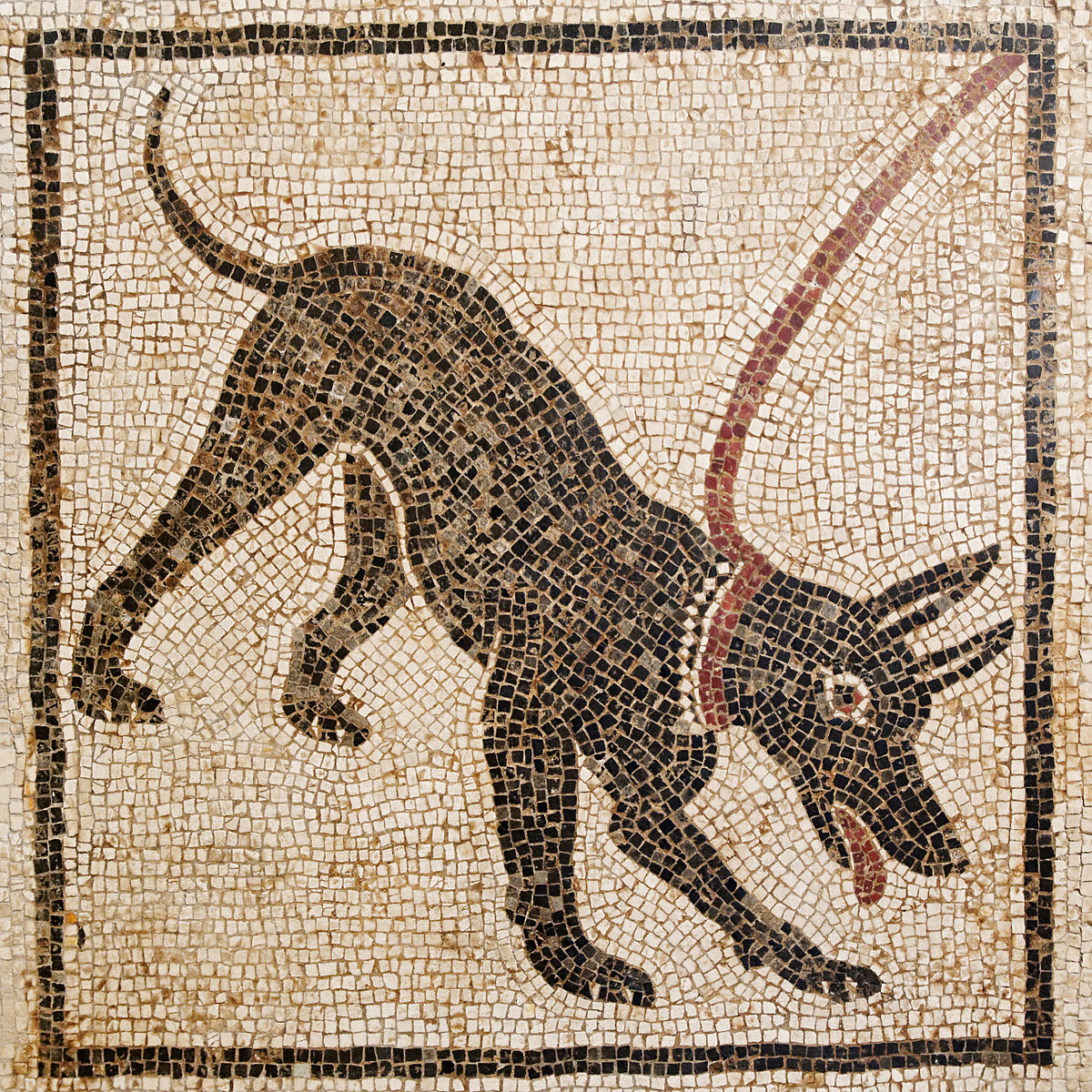 Cave Canem